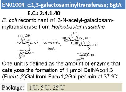 α-1,3-N-acetyl-galactosaminyltransferase; BgtA