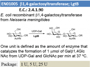 β-1,4-galactosyltransferase; LgtB