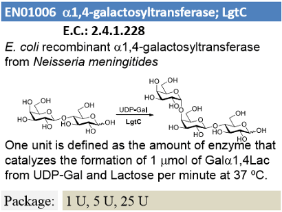 α-1,4-Galactosyltransferase; LgtC