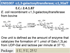 α-1,3-Galactosyltransferase; α1,3GalT