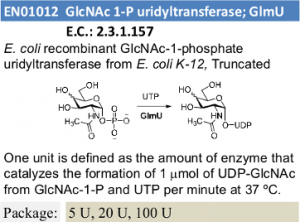 GlcNAc-1-P uridyltransferase (GlmU)