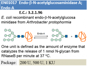 Endo-A (100U)