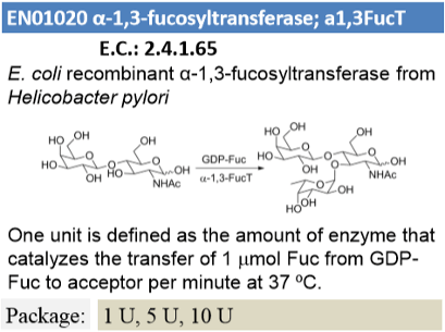 α-1,3-fucosyltransferase (1U)