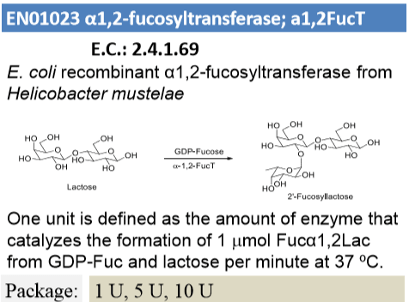 α-1,2-fucosyltransferase (1U)