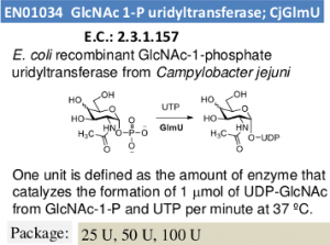 GlcNAc 1-P uridyltransferase (CjGlmU)