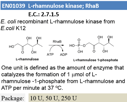 L-rhamnulose kinase ; RhaB
